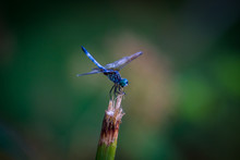 Blue Dragonfly On A Branch (Cannaphila Insularis)