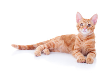 Wall Mural - Happy ginger cat laying down on white background