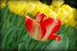 czerwony i żółty tulipan
