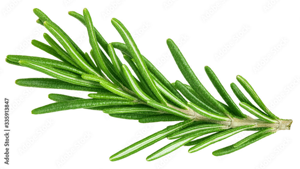 rosemary isolated on white background, clipping path, full depth of field - obrazy, fototapety, plakaty 
