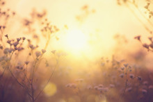 Nature Backdrop. Beautiful Meadow With Wild Flowers Over Sunset Sky. Beauty Nature Field Background With Sun Flare. Easter Nature Backdrop. Bokeh, Silhouettes Of Wild Grass And Flowers