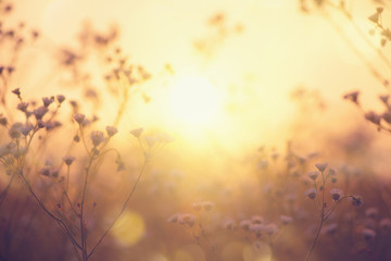 Nature backdrop. Beautiful Meadow with wild flowers over sunset sky. Beauty nature field background with sun flare. Easter nature backdrop. Bokeh, Silhouettes of wild grass and flowers