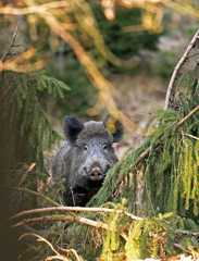 Sticker - wild boar, sus scrofa, spring behavior, Europe nature, mammal life, Life in the forest, wild boar in the nature, wild boar in the forest, wild pig, hidden life