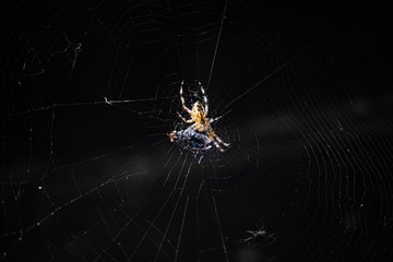 photo of a spider making a web