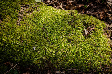 green moss on the root in the park