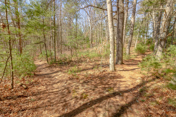 two walking or hiking paths in forest or woods