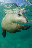 Fototapeta Łazienka - Australian Sea Lion underwater photo	