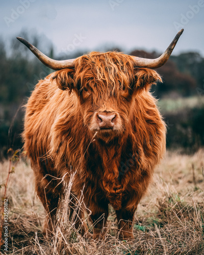 Highland cow doing his thing Tableau sur Toile