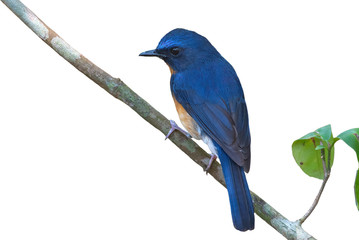 Wall Mural - Hill blue flycatcher isoalted on white background