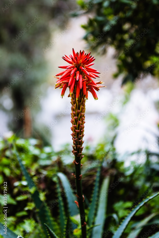 Stock-Foto Close-up of a red agave flower | Adobe Stock