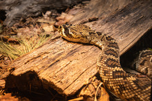 Timber Rattlesnake On Old Log As Zoological Specimen In Georgia.