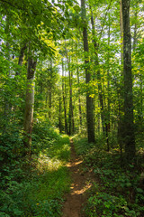  Smoky Mountains landscape along the trails.  Smoky Mountains National Park, Tennessee, USA