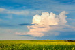 Thunderstorm Cloud Above a Canola Field