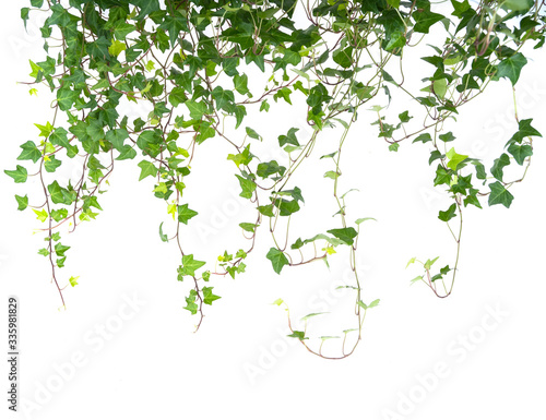 ivy leaves isolated on a white background Tableau sur Toile