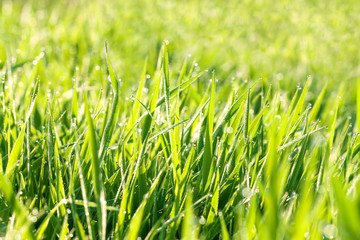 Sticker -  green background from a grass on a meadow