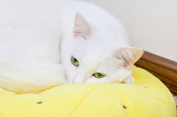 Wall Mural - white cat sleeping on a pillow