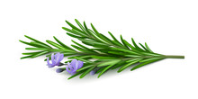 Sprig Of Fresh Flowering Rosemary Isolated On A White Background. Realistic Vector Illustration