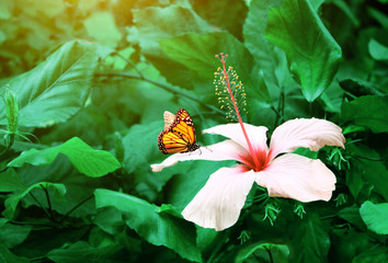 Fotomurales - Beautiful tropical scene with exotical flower and butterfly