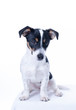 © Dasya - Dasya - Brown, black and white Jack Russell Terrier posing in a studio, the dog looks straight into the camera, isolated on a white background, copy space