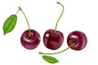 © koroleva8 - Cherries on a white background.
