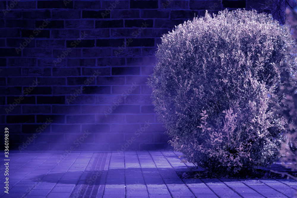 Bush with Moon rays and blurred focus brick wall backdrop. Night ...