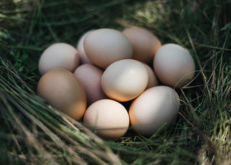 fresh chicken eggs with nest,A pile of brown eggs in a nest