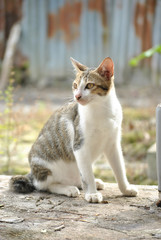 closeup of a domestic asian cat chilling, playing and watching