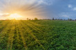 Sunset over the field of the young alfalfa in springtime