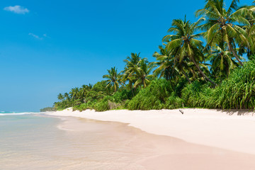 Wall Mural - Coconut palm trees on sandy island tropical beach resort