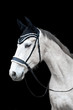 Beautiful helathy stunning white horse stallion mare on black background.