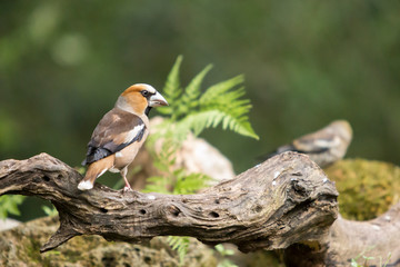 Wall Mural - Hawfinch perched on a log in the woods.