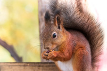 Squirrel With Nuts In Autumn Forest Park Scene. Autumn Squirrel Portrait.