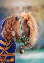 Portrait Of Pony Horse With Braid And Bridle