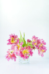 Wall Mural - View of a glass rectangular vase with a bouquet of pink tulips on a white background. Concept background, flowers, holiday.