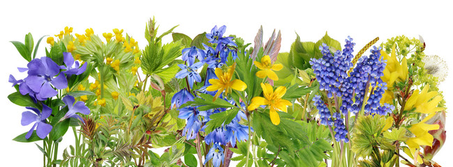 Wall Mural - the spring forest flowers and plants line border macro isolated set