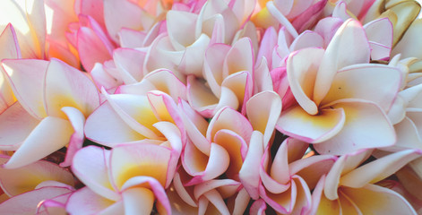 Wall Mural - close up of colorful flower