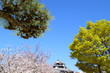 松山城　桜