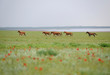 Herd of wild horses in the Rostov Nature Reserve