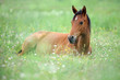 Cute little horse is lying on grass