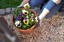 Woman Planting Flowers Violas In Her Sunny Backyard In A Plant Pot With Flowerpot Earth Kneeling Next To Pebbles And Wearing Gardening Gloves Closeup From A Higher Angle