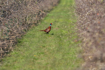 Wall Mural - Male pheasant on grassy path in orchard.