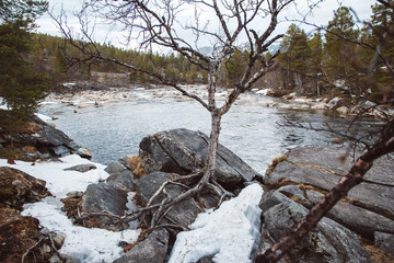 Wall Mural - mountain river on background of rocks and forest. forest river water landscape. wild river in mounta