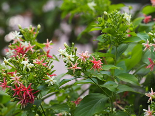 Wall Mural - Rangoon Creeper, Chinese honey Suckle, Drunen sailor, Combretum indicum DeFilipps name pink and white flower blooming in garden on blurred of nature background