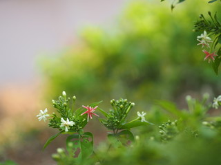 Wall Mural - Rangoon Creeper, Chinese honey Suckle, Drunen sailor, Combretum indicum DeFilipps name pink and white flower blooming in garden on blurred of nature background