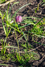 Full Stem And Flower Of A  Purple Snakes Head Fritillary Flower, Fritillaria Meleagris, In Sunlight Against Blurred Background
