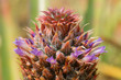 Blossom pineapple fruit with flowers