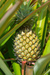 Pineapple fruit in green leaves