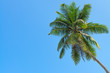 Green palm tree on clean blue sky background