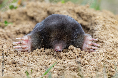 Cuadros en Lienzo The European mole (Talpa europaea) is a mammal of the order Eulipotyphla