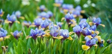 Colorful Irises In The Garden, Perennial Garden. Gardening. Bearded Iris. Banner